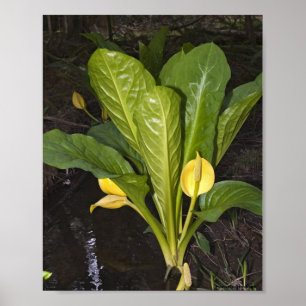 Stinkkohl - Kunstdruck Poster