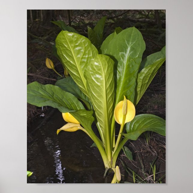 Stinkkohl - Kunstdruck Poster (Vorne)