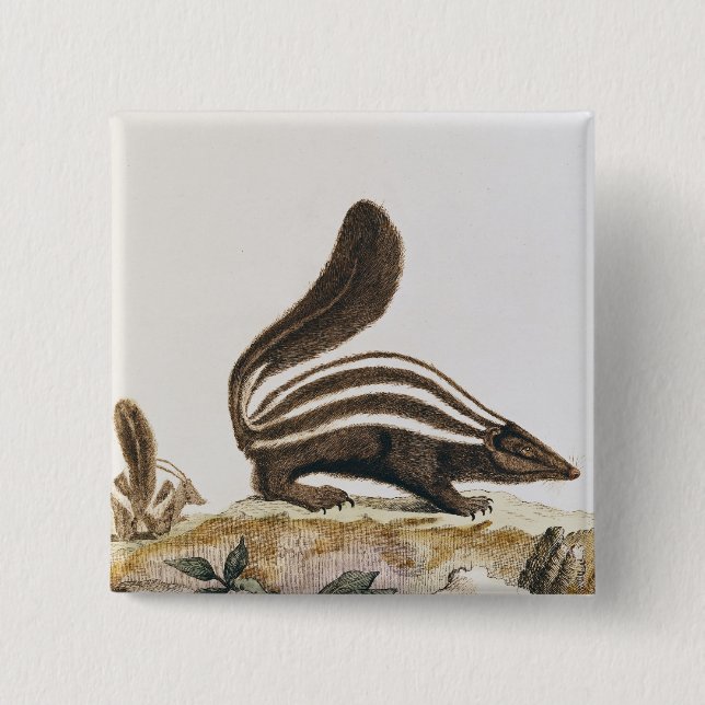 Stinktier, von "Histoire Naturelle" vorbei Button (Vorderseite)