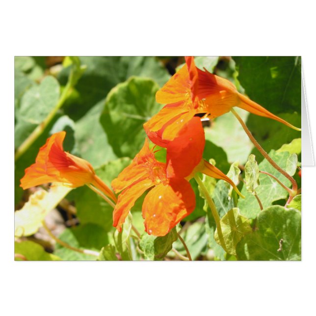 Stinson Nasturtiums (Vorderseite (Horizontal))