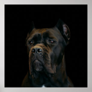 Stock Corso - italienischer Mastiff Poster