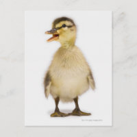 Stockente (Anas platyrhynchos)