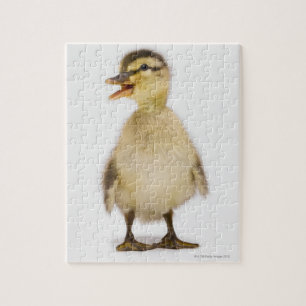 Stockente (Anas platyrhynchos) Puzzle