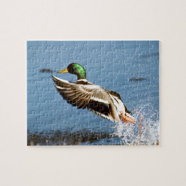 Stockente Drake Puzzle (Horizontal)
