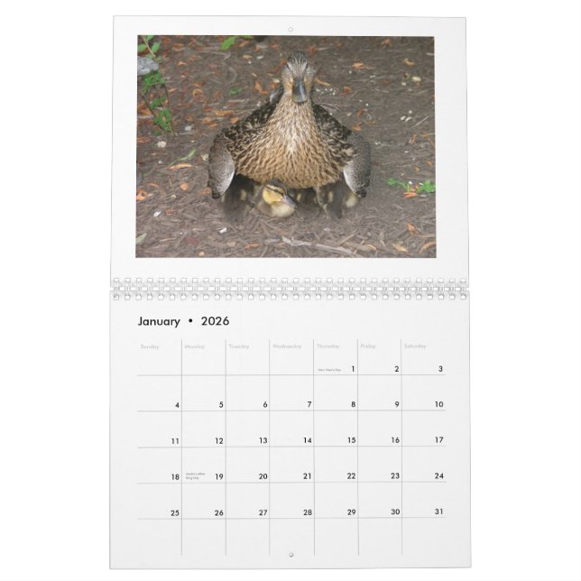 Stockente Duckings Kalender (Jan 2026)