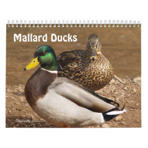 Stockente duckt Kalender