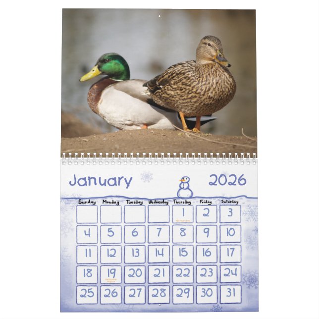 Stockente duckt Natur-Kalender Kalender (Jan 2026)