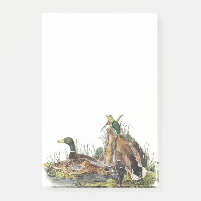 Stockente durch Audubon Post-it Klebezettel (Vorderseite)