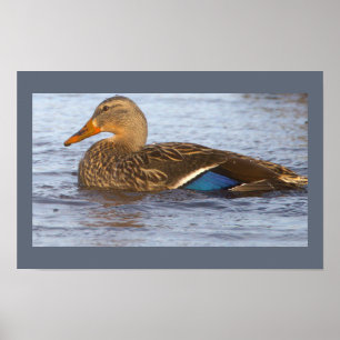 Stockente Foto Poster