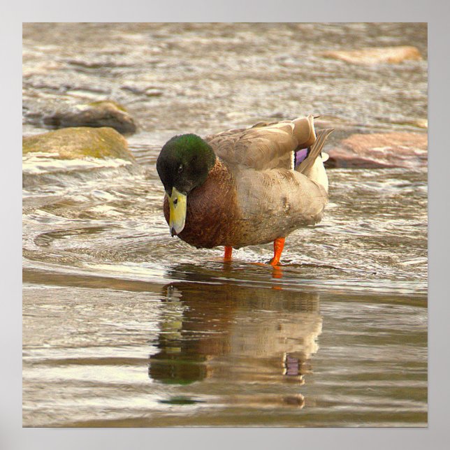 Stockente Foto Poster (Vorne)