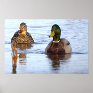 Stockente Foto Poster