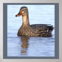 Stockente Foto Poster