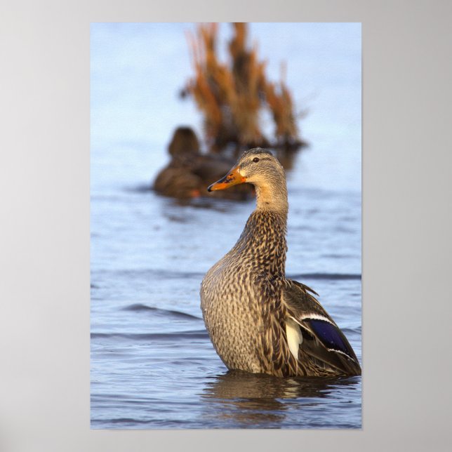 Stockente Foto Poster (Vorne)