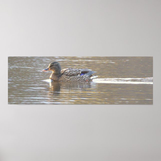 Stockente Foto Poster (Vorne)