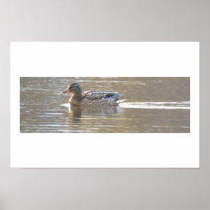 Stockente Foto Poster