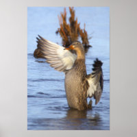 Stockente Foto Poster