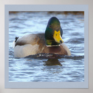 Stockente Foto Poster