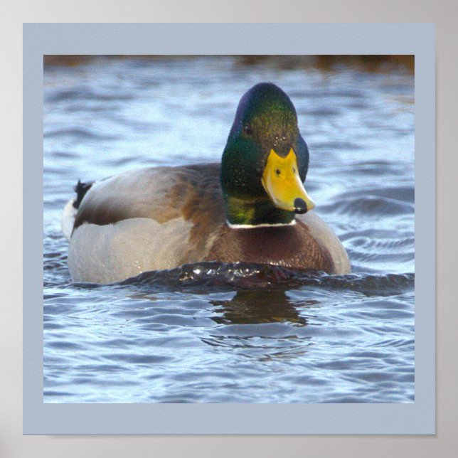 Stockente Foto Poster (Vorne)