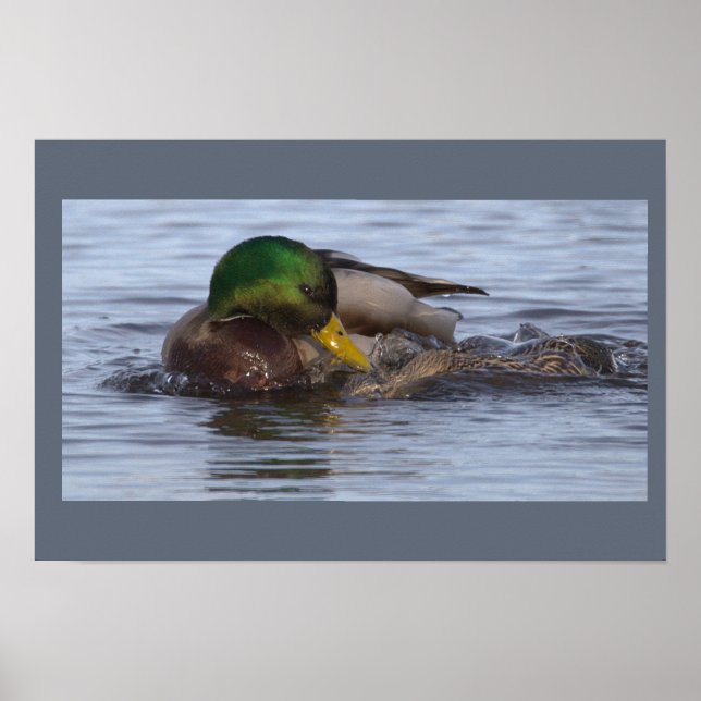 Stockente Foto Poster (Vorne)
