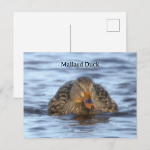 Stockente Foto Postkarte
