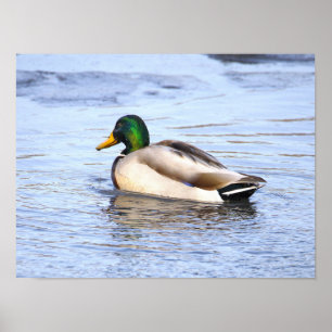 Stockente im Wasser Poster