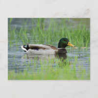 Stockente in einem Teich