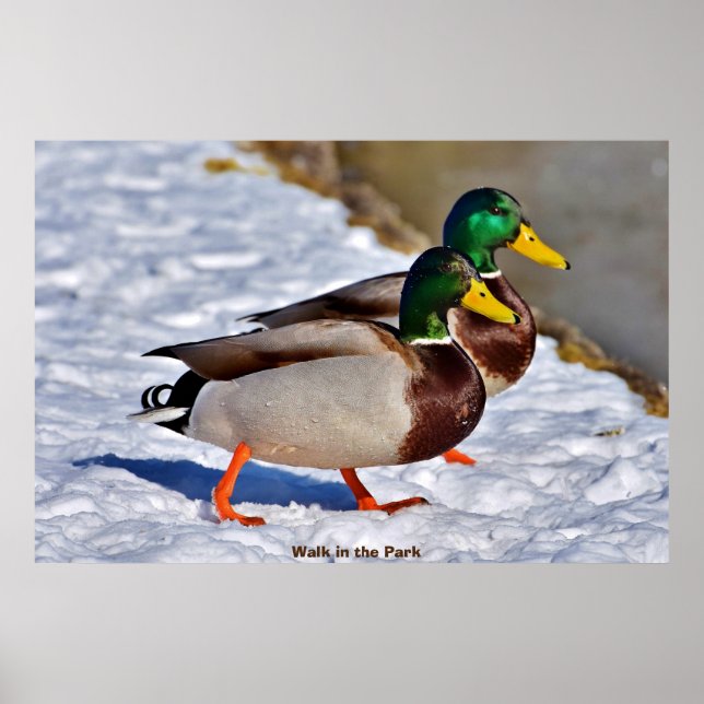 Stockente Poster (Vorne)