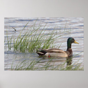 Stockente Poster