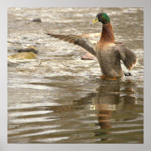 Stockente Spiegelung Foto Poster