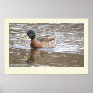 Stockente Spiegelung Foto Poster