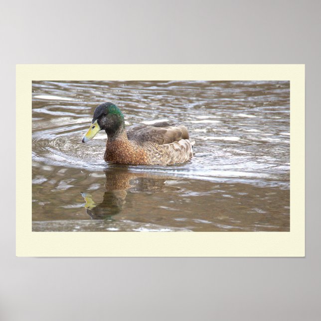 Stockente Spiegelung Foto Poster (Vorne)