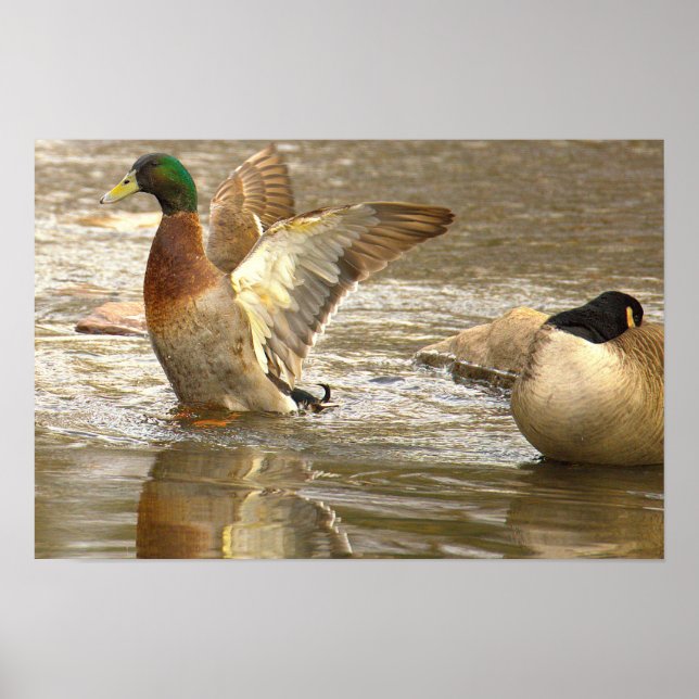 Stockente Spiegelung Foto Poster (Vorne)