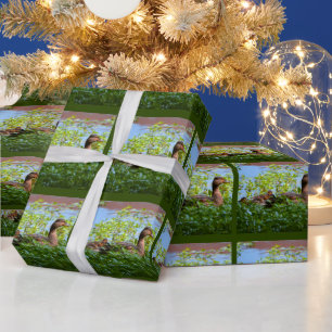 Stockente und Küken - Schwimmen von Shirley Taylor Geschenkpapier