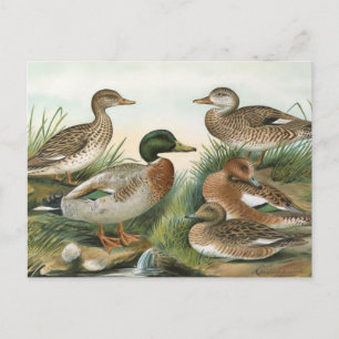 Stockente und Pfeifente Vintage-Vogelillustration Postkarte