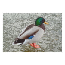 Stockente Wildente Steht Auf Gefrorenem See