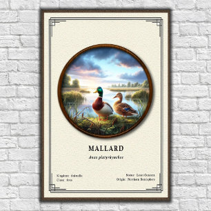 Stockente Zoologie-Serie Poster