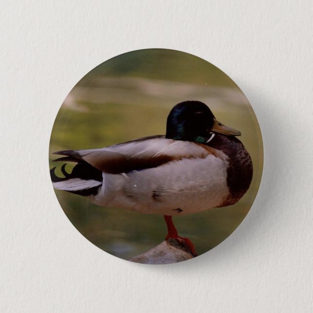 Stockenten-Ente Button (Vorderseite)