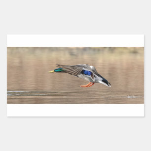 Stockenten-Ente im Flug Rechteckiger Aufkleber