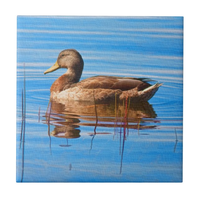 Stockenten-Enten-Fliese Fliese (Vorderseite)