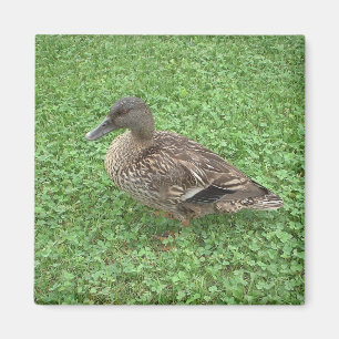 Stockenten-Enten-Frau-Foto Magnet