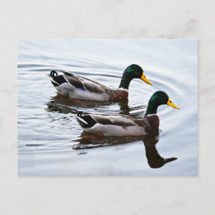 Stockenten-Enten im Wasser Postkarte