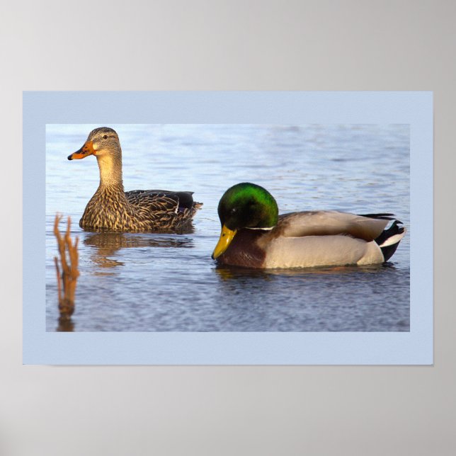 Stockenten Foto Poster (Vorne)