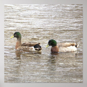 Stockenten Foto Poster