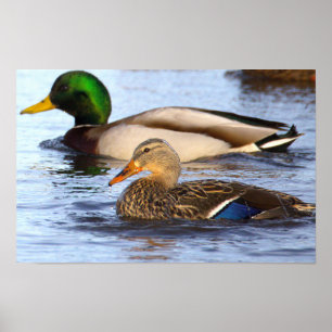 Stockenten Foto Poster