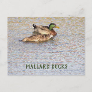 Stockenten-Foto-Postkarte Feiertagspostkarte