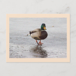 Stockenten-Foto-Postkarte Postkarte