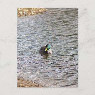 Stockenten-Foto-Postkarte Postkarte