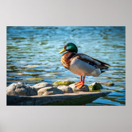 Stockenten-Fotoabzug | Wildtiersee-Szene Poster