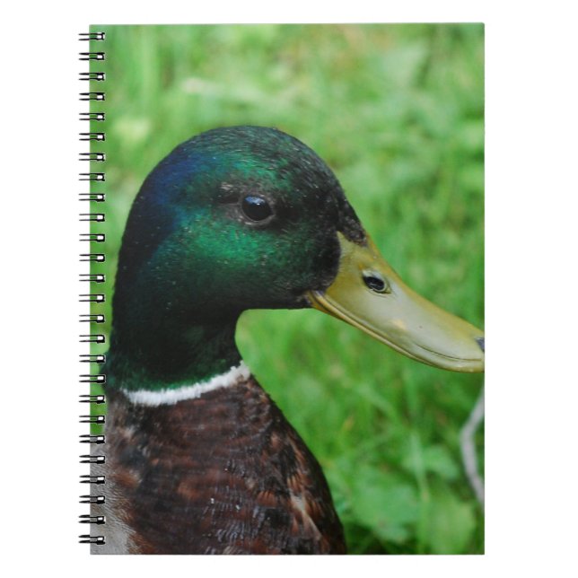Stockenten-Notizbuch Notizblock (Vorderseite)