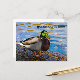 Stockenten-Postkarte Postkarte